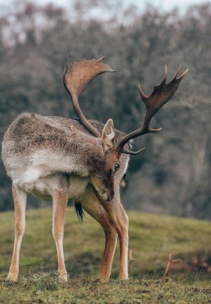 Bentveld, The Netherlands, deer Wallpaper 1640x2360