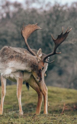 Bentveld, The Netherlands, deer Wallpaper 1752x2800