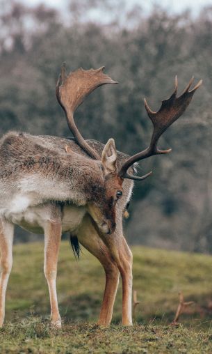 Bentveld, The Netherlands, deer Wallpaper 1200x2000