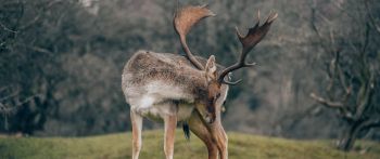 Bentveld, The Netherlands, deer Wallpaper 2560x1080