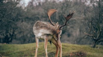 Bentveld, The Netherlands, deer Wallpaper 1600x900