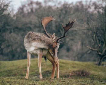 Bentveld, The Netherlands, deer Wallpaper 1280x1024