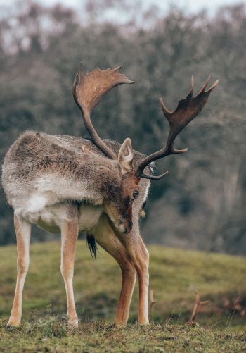 Bentveld, The Netherlands, deer Wallpaper 1668x2388