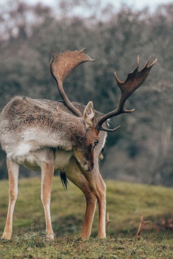 Bentveld, The Netherlands, deer Wallpaper 640x960
