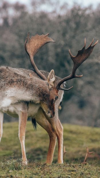 Bentveld, The Netherlands, deer Wallpaper 1440x2560