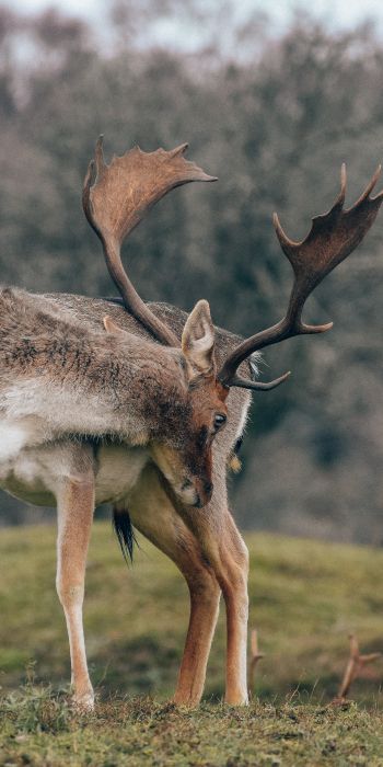 Bentveld, The Netherlands, deer Wallpaper 720x1440