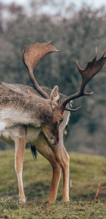 Bentveld, The Netherlands, deer Wallpaper 1080x2220