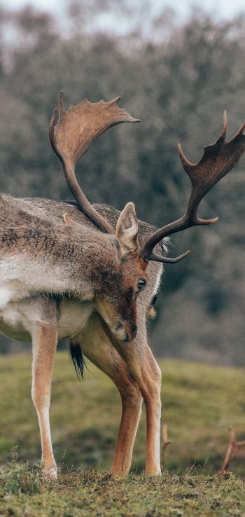 Bentveld, The Netherlands, deer Wallpaper 1080x2280