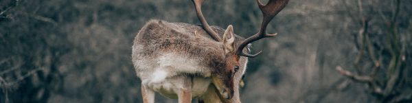 Bentveld, The Netherlands, deer Wallpaper 1590x400