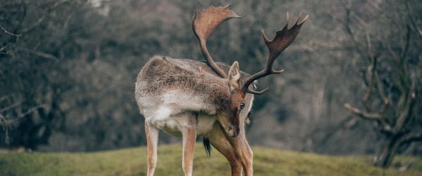 Bentveld, The Netherlands, deer Wallpaper 3440x1440