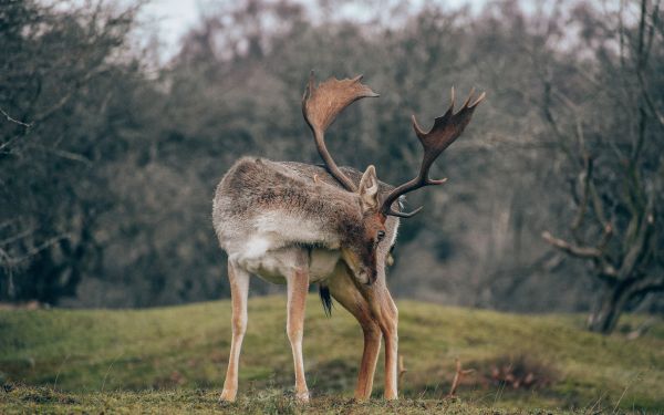 Bentveld, The Netherlands, deer Wallpaper 2560x1600