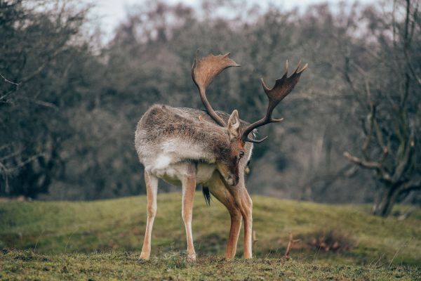 Bentveld, The Netherlands, deer Wallpaper 6000x4000