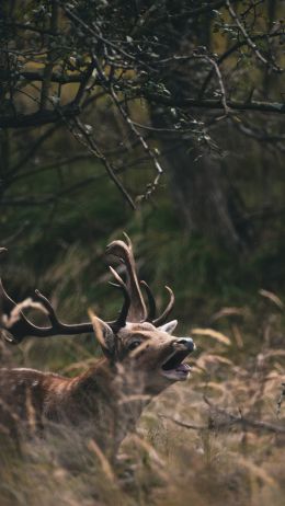 Bentveld, The Netherlands, deer Wallpaper 1440x2560