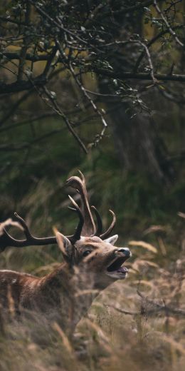 Bentveld, The Netherlands, deer Wallpaper 720x1440