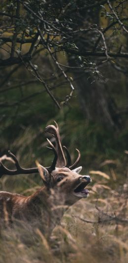 Bentveld, The Netherlands, deer Wallpaper 1440x2960