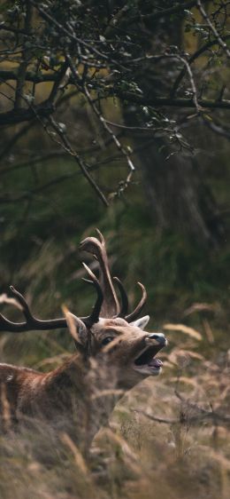 Bentveld, The Netherlands, deer Wallpaper 1242x2688