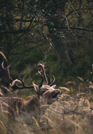 Bentveld, The Netherlands, deer Wallpaper 1668x2388