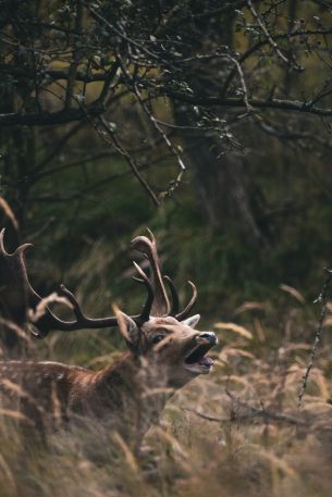 Bentveld, The Netherlands, deer Wallpaper 640x960