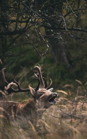 Bentveld, The Netherlands, deer Wallpaper 1752x2800