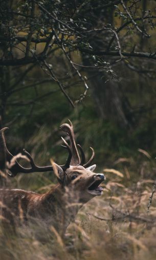 Bentveld, The Netherlands, deer Wallpaper 1200x2000