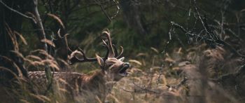 Bentveld, The Netherlands, deer Wallpaper 2560x1080