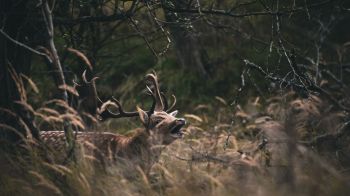 Bentveld, The Netherlands, deer Wallpaper 3840x2160