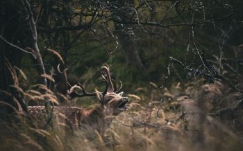 Bentveld, The Netherlands, deer Wallpaper 1920x1200