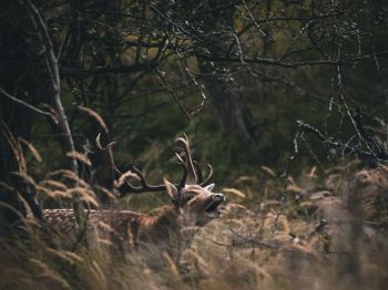 Bentveld, The Netherlands, deer Wallpaper 1024x768