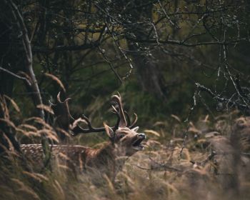 Bentveld, The Netherlands, deer Wallpaper 1280x1024
