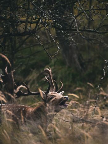 Bentveld, The Netherlands, deer Wallpaper 1620x2160