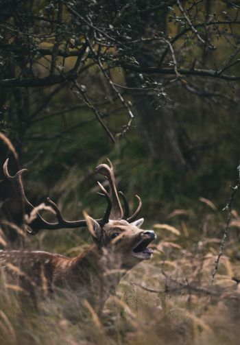 Bentveld, The Netherlands, deer Wallpaper 1640x2360
