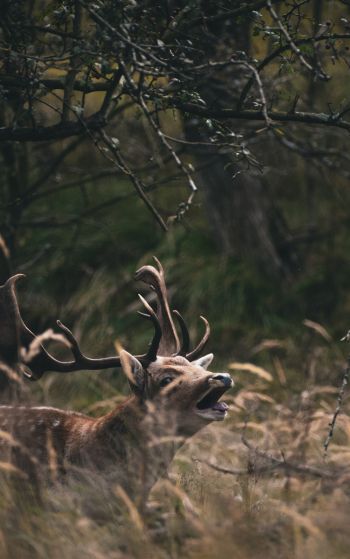 Bentveld, The Netherlands, deer Wallpaper 1752x2800