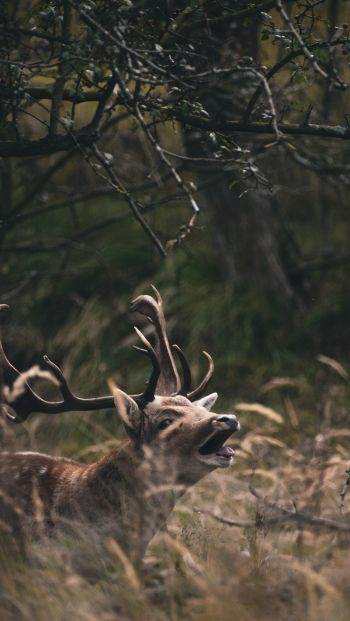 Bentveld, The Netherlands, deer Wallpaper 640x1136