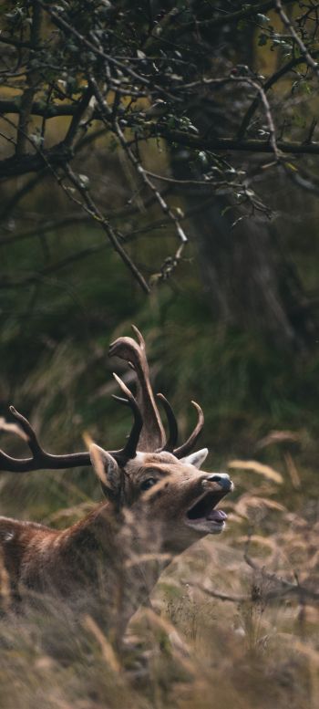 Bentveld, The Netherlands, deer Wallpaper 1440x3200