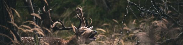 Bentveld, The Netherlands, deer Wallpaper 1590x400