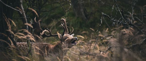 Bentveld, The Netherlands, deer Wallpaper 3440x1440