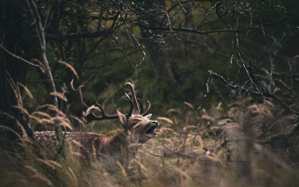 Bentveld, The Netherlands, deer Wallpaper 2560x1600