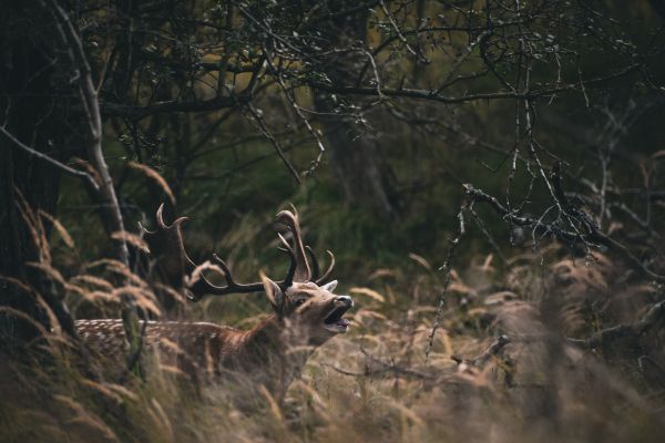 Bentveld, The Netherlands, deer Wallpaper 6000x4000