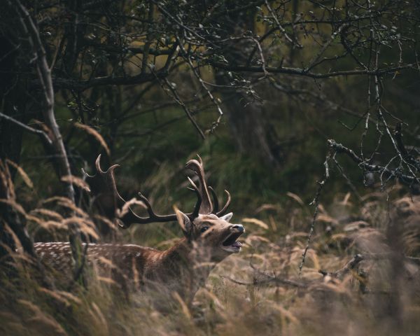 Bentveld, The Netherlands, deer Wallpaper 1280x1024