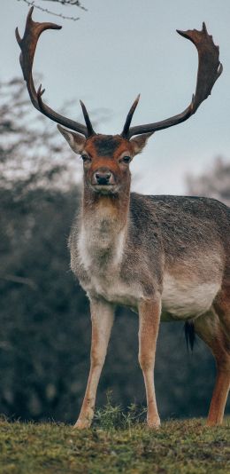 Bentveld, The Netherlands, deer, male Wallpaper 1440x2960