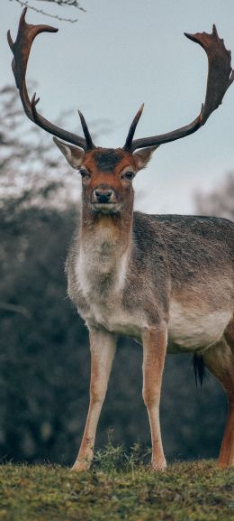 Bentveld, The Netherlands, deer, male Wallpaper 1080x2400