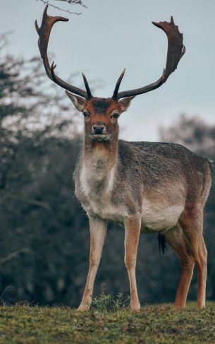 Bentveld, The Netherlands, deer, male Wallpaper 1752x2800