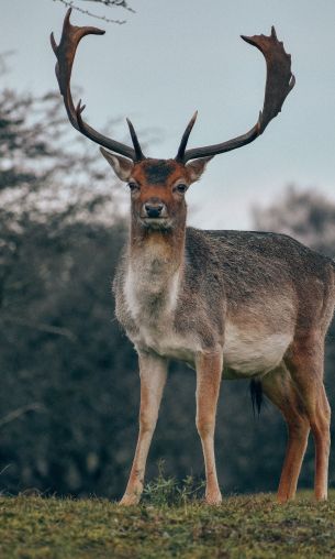 Bentveld, The Netherlands, deer, male Wallpaper 1200x2000
