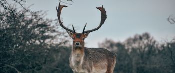 Bentveld, The Netherlands, deer, male Wallpaper 3440x1440