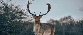 Bentveld, The Netherlands, deer, male Wallpaper 2560x1080