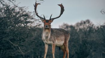 Bentveld, The Netherlands, deer, male Wallpaper 2560x1440