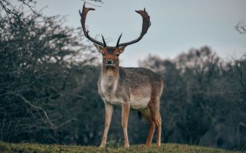 Bentveld, The Netherlands, deer, male Wallpaper 2560x1600