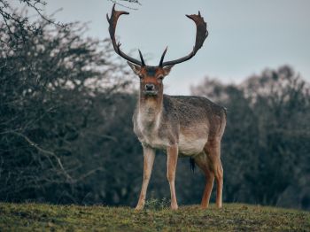 Bentveld, The Netherlands, deer, male Wallpaper 1024x768