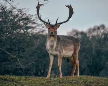 Bentveld, The Netherlands, deer, male Wallpaper 1280x1024