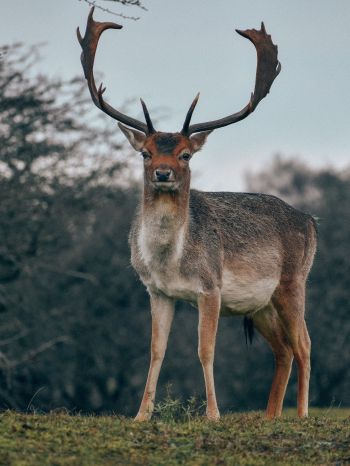 Bentveld, The Netherlands, deer, male Wallpaper 1668x2224